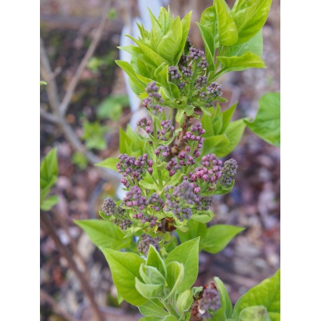 Syringa Vulgaris Nadezhda P Piniere Brochet Lanvin