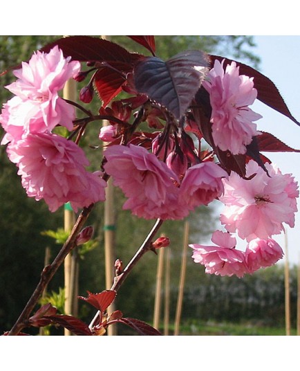 Prunus royal burgundy cerisiers japonais