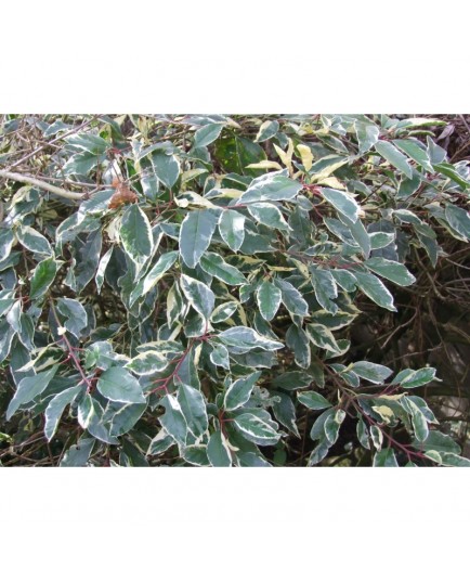 Prunus lusitanica 'Variegata' - Laurier du Portugal panaché