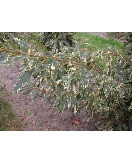 Quercus hispanica x 'Argenteovariegata' - Chêne panaché