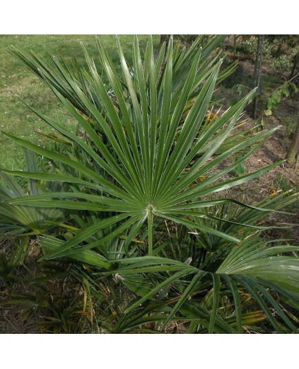 Trachycarpus fortunei palmiers de chine palmiers chanvre