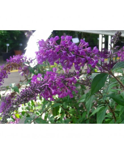 Buddleja argus velvet arbuste aux papillons