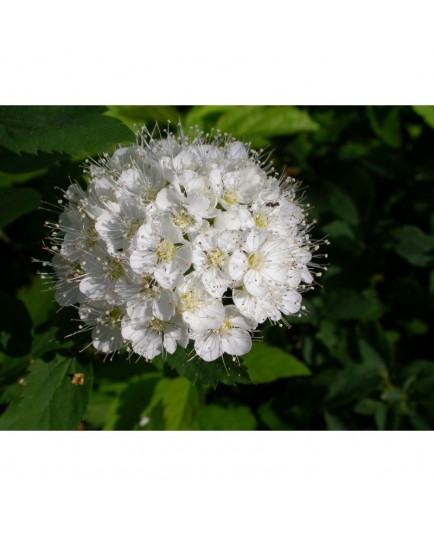 Spiraea ussuriensis - Spirée de l'Ussur