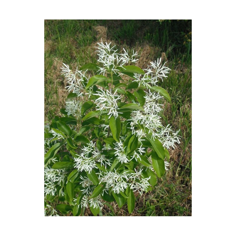 Chionanthus virginicus arbre de neige