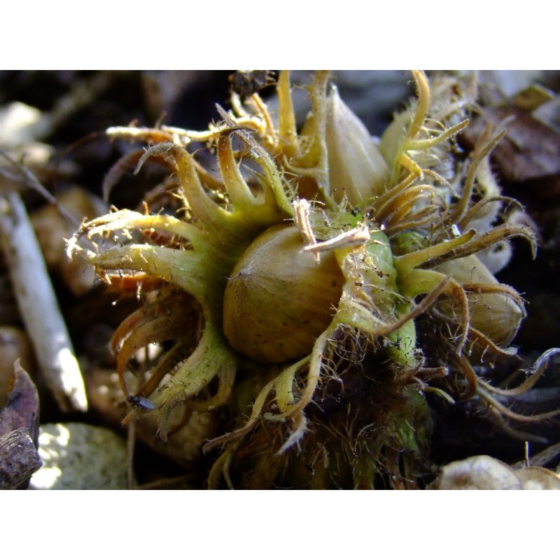 Corylus colurna coudrier de byzance