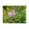 ceanothus x pallidus marie simon rhamnaceae lilas de californie