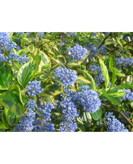 Ceanothus thyrsiflorus 'El Dorado' ®- Céanothe