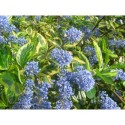 Ceanothus thyrsiflorus 'El Dorado' ®- Céanothe