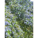 Ceanothus thyrsiflorus 'El Dorado' ®- Céanothe