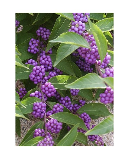 Callicarpa dichotoma 'Issai'