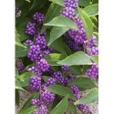 Callicarpa dichotoma 'Issai'