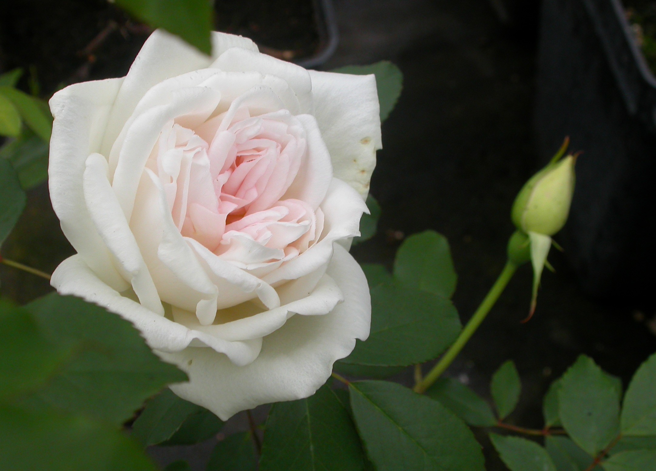 Rosa X Odorata Rosaceae Rosier