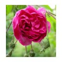 Rosa 'De la Grifferaie' - Rosaceae - Rosier