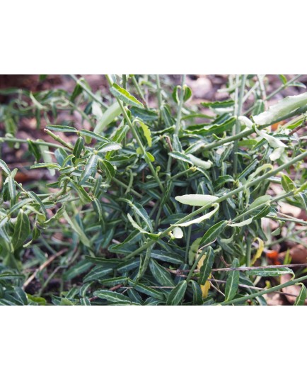 Euonymus fortunei Wolong Ghost