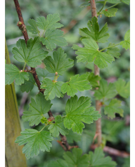 Ribes irriguum