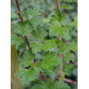 Ribes irriguum