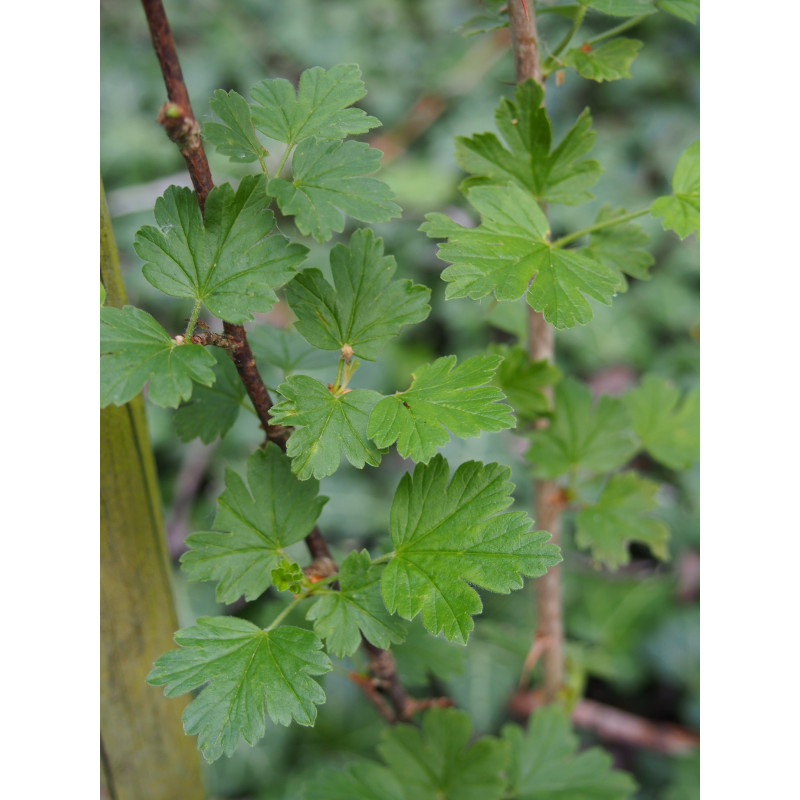 ribes irriguum