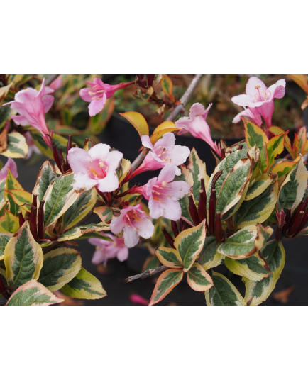 Weigela florida 'Magical Rainbow' ®