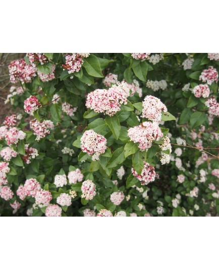 Viburnum tinus 'Lisa Rose' ®