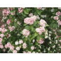 Viburnum tinus 'Lisa Rose' ®