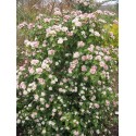 Viburnum tinus 'Lisa Rose' ®