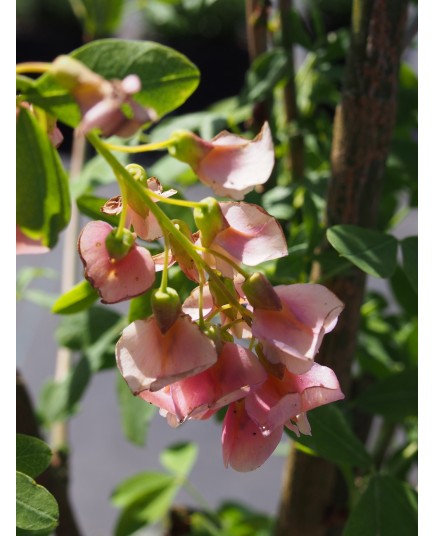 Laburnocytisus adamii