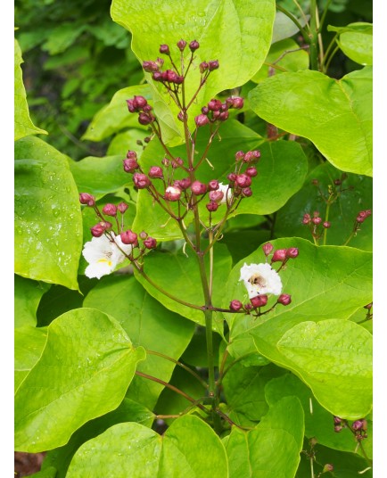 Catalpa speciosa 'Pulverulenta' - catalpa panaché