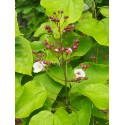 Catalpa speciosa 'Pulverulenta' - catalpa panaché