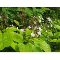 Catalpa speciosa 'Pulverulenta' - catalpa panaché