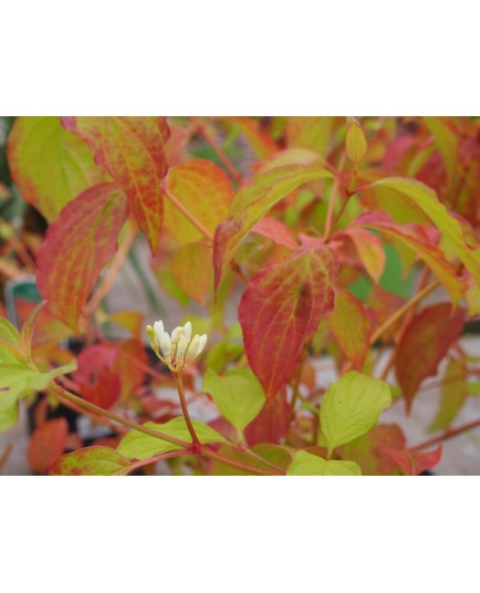 Cornus sanguinea 'Anny's Winter Orange