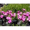 Dianthus gratianopolitanus ' Dinetta Pink'