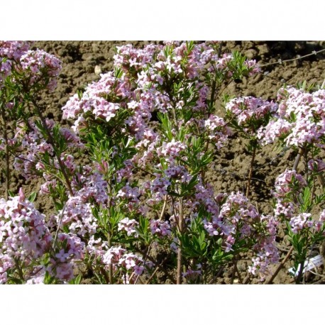 Daphne burkwoodii x 'Variegata'