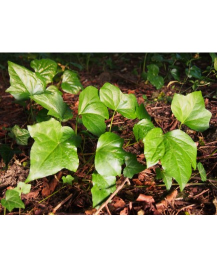 Hedera algeriensis 'Algerian Bellecour'