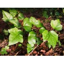 Hedera algeriensis 'Algerian Bellecour'