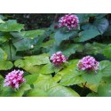 Clerodendrum bungei