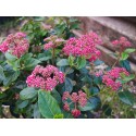 Viburnum tinus 'Lisa Rose' ®