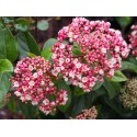 Viburnum tinus 'Lisa Rose' ®