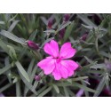 Dianthus gratianopolitanus ' Dinetta Pink'