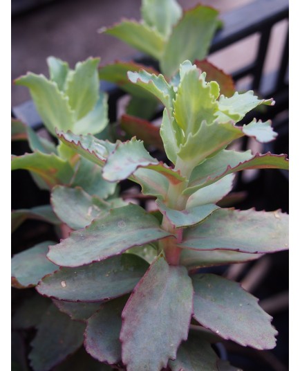 Hylotelephium telephium 'Strawberries & Cream'