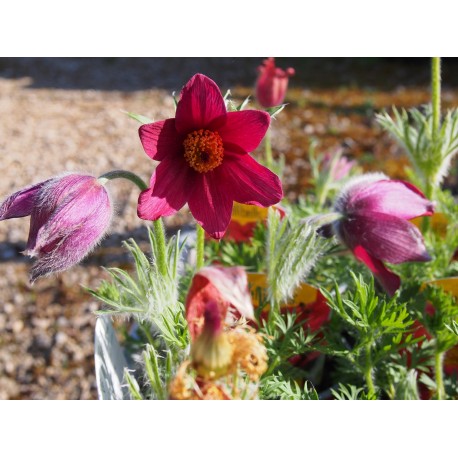 Anemone pulsatilla 'Red Bell'