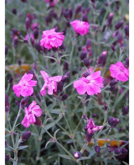 Dianthus gratianopolitanus ' Dinetta Pink'