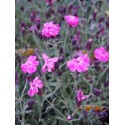 Dianthus gratianopolitanus ' Dinetta Pink'