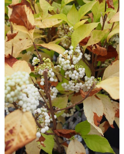 Callicarpa bodinieri 'Magical Snowstar' ®