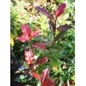 Photinia fraseri x 'Magical Volcano' ®