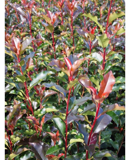 Photinia fraseri x 'Magical Volcano' ®