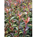 Photinia fraseri x 'Magical Volcano' ®