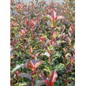 Photinia fraseri x 'Magical Volcano' ®