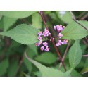 Callicarpa dichotoma 'Cardinal'