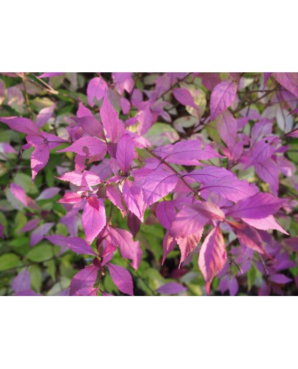 Callicarpa dichotoma 'Cardinal'