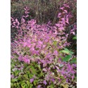 Callicarpa dichotoma 'Cardinal'